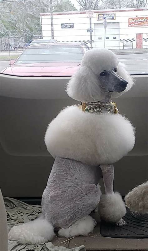 Pin by randi tarillion on Standard Poodles | Poodle haircut, Poodle ...