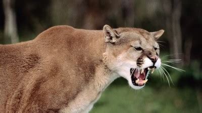 Mountain Lion Scream [VIDEO] - Montana Hunting and Fishing Information