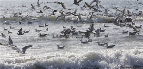 Seagulls Flying Over the Ocean Stock Photo - Image of beak, seagulls: 87729562