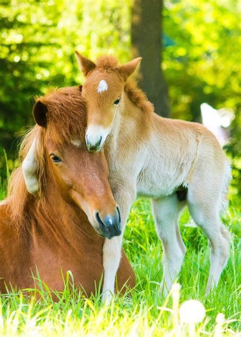 18 Magnifiques Photos D’animaux Avec Leurs Petits | Cute baby horses ...