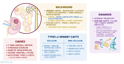 Hyaline Casts: What Are They, Causes, Diagnosis | Osmosis