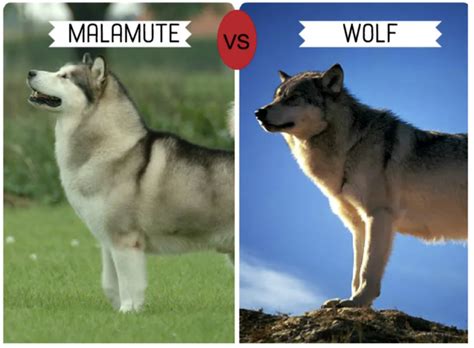 Misconceptions and More: Dogs vs. Wolves – Iditarod