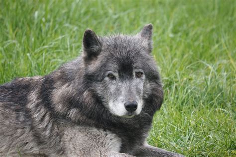 Great Plains Wolf "Kaska" 1 - ZooChat