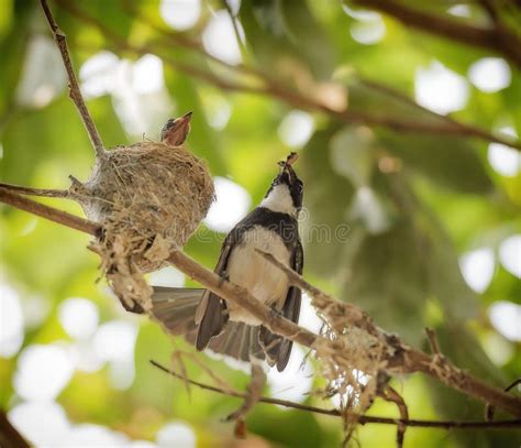 Bird feeding baby birds stock image. Image of habitat - 71698989