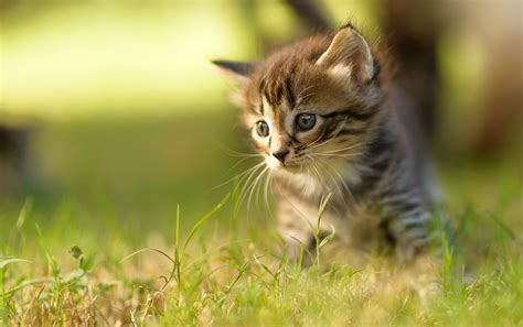 Download Kitten Animal Cat HD Wallpaper