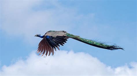 Hidden Unseen: Peacocks in Flight