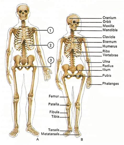 Human skeleton anatomy, Female skeleton, Skeleton anatomy