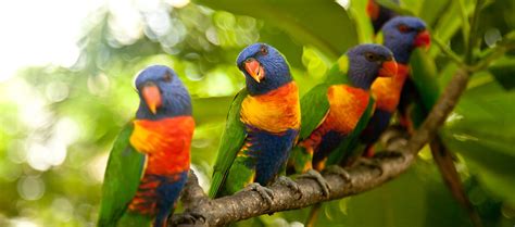 Visit - Centennial Parklands - Rainbow Lorikeet - Centennial Parklands