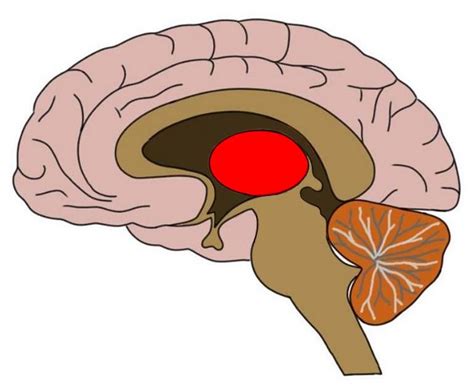 Know your brain: Diencephalon — Neuroscientifically Challenged