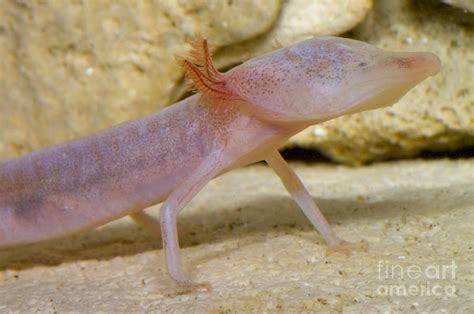 The olm or proteus (Proteus anguinus) is an aquatic salamander in the family Proteidae, the only ...