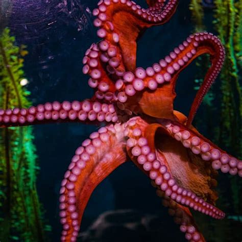 Giant Pacific Octopus - Georgia Aquarium