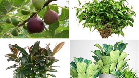 13+ Ficus Plant Types - CarolynnAkul