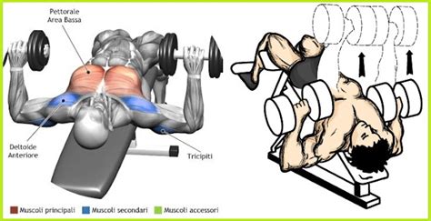 Exercise The Right Way - The Decline Dumbbell Bench Press - Bodydulding