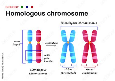 Biology diagram present structure of homologous chromosome in living ...