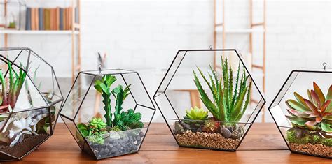 The Best Terrarium Plants For DIY Container Arrangements