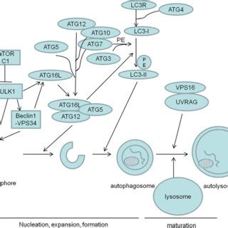 mTOR-dependent autophagy pathways | Download Scientific Diagram