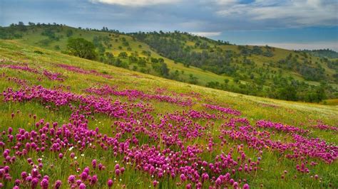 Mountain meadow flowers wallpaper | nature and landscape | Wallpaper Better