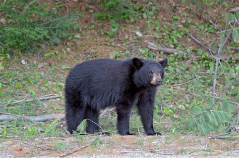 Creature Feature: The Beloved Black Bear - Cape Elizabeth Land Trust