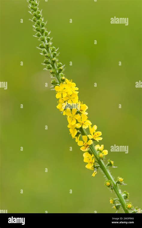 Common Agrimony (Agrimonia eupatoria) in flower in the Polden Hills ...