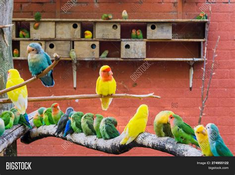 Aviculture, Aviary Image & Photo (Free Trial) | Bigstock