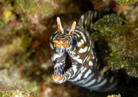 Surprising Results Upon Reexamining the Curious Jaw of the Moray Eel | Smithsonian Ocean