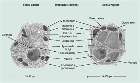 La célula eucariótica