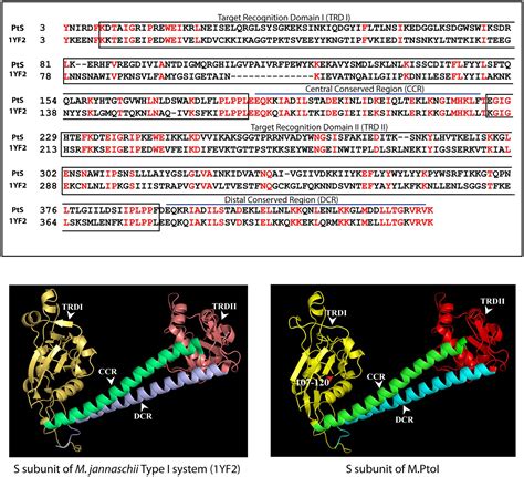 Frontiers | The extremophile Picrophilus torridus carries a DNA adenine methylase M.PtoI that is ...