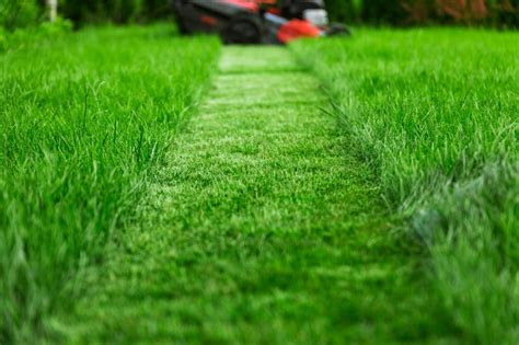 How Often Should You Cut Your Grass During the Summer Months? - Revive ...