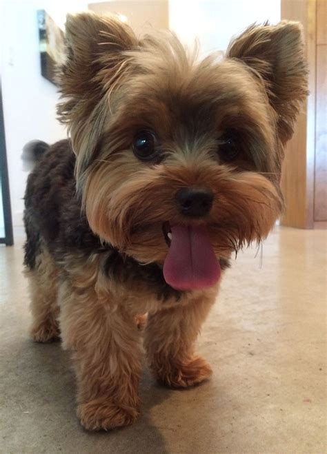 Yorkshire Terrier Mini Frisuren Bilder - Jeffrey Parker Frisur