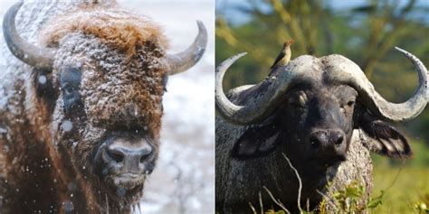 Bison Vs Buffalo: 6 Key Differences Between These Mammals