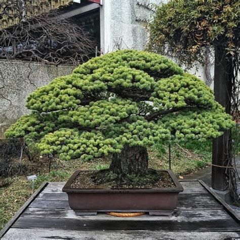 The 400 Year Old Bonsai Tree - Ashley Hackshaw / Lil Blue Boo