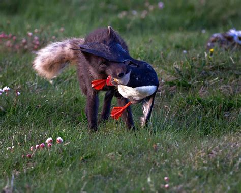 Arctic fox taking a puffin from its burrow : r/natureismetal