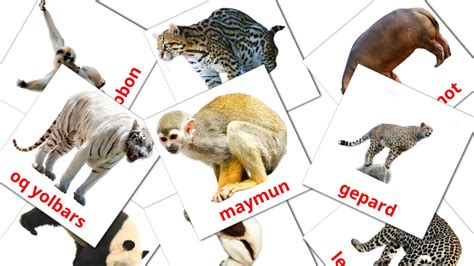 21 Free Jungle animals Flashcards in english (PDF files)