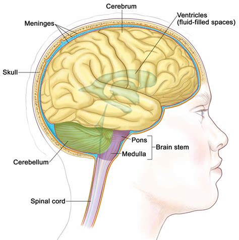 Bacterial meningitis causes, symptoms, diagnosis, prevention & treatment