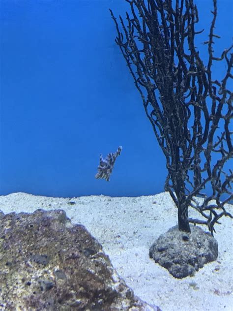 Filefish species? - ZooChat