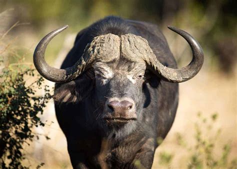 23 African Cape Buffalo Facts (Syncerus caffer) | Storyteller Travel