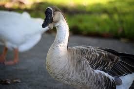 8 Goose Breeds to Consider For Your Homestead