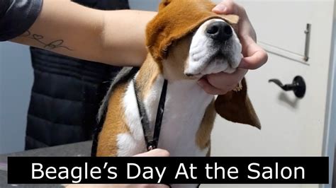 Dog Grooming: Beagle Gets A Show Grooming - YouTube