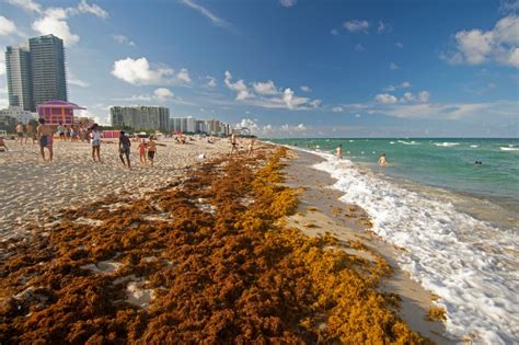 Huge seaweed bloom visible from space heading towards Florida