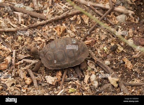 Breeding Galapagos giant tortoise Stock Photo - Alamy