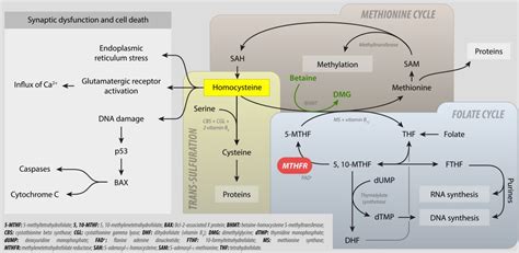 Folinic Acid Dmg B12 Dosage Chart - listingsclever