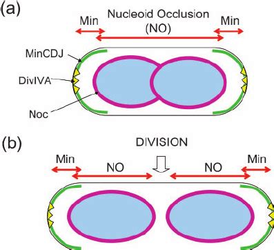 Control of cell division by the nucleoid occlusion and Min systems of... | Download Scientific ...