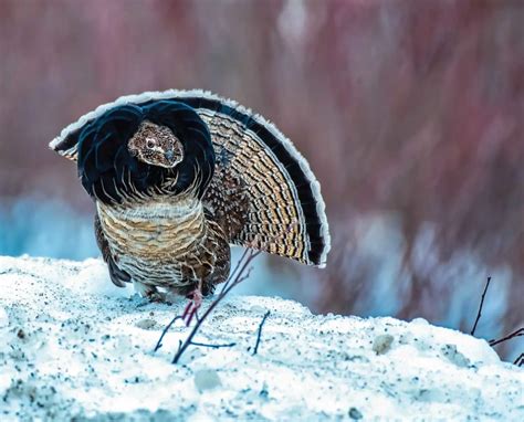 Hunting Ruffed Grouse in Alaska - Project Upland Magazine