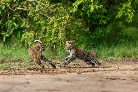 Baby Leopard - 15 Incredible Facts About an Adorable Young Predator