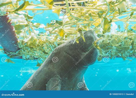 Beside Manatee Under Water is Eating Vegetables Stock Image - Image of ...