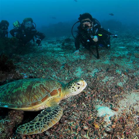 BORNEO DIVERS MABUL RESORT 5D4N Sipadan Diving Package - XTVT Malaysia | 24-hour getaways in the ...