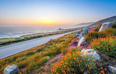 Where to See Wildflowers in California: 7 Best Places for Flower Blooms ...