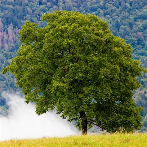 The Black Walnut Tree: One of the Most Treasured Trees in American His ...