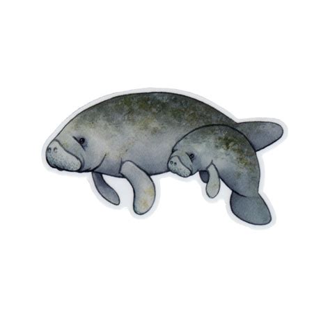 Manatee with Baby Vinyl Sticker – Kate Dolamore Art