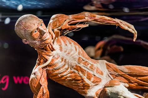 Visit The Body Worlds Museum with a Ticket to the Happiness Project